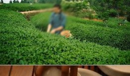 茶叶爆料视频素材大全,视频素材大全带你领略茶香世界