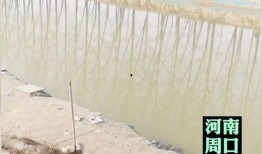 男人的鱼塘爆料视频大全,独家爆料视频大全解析